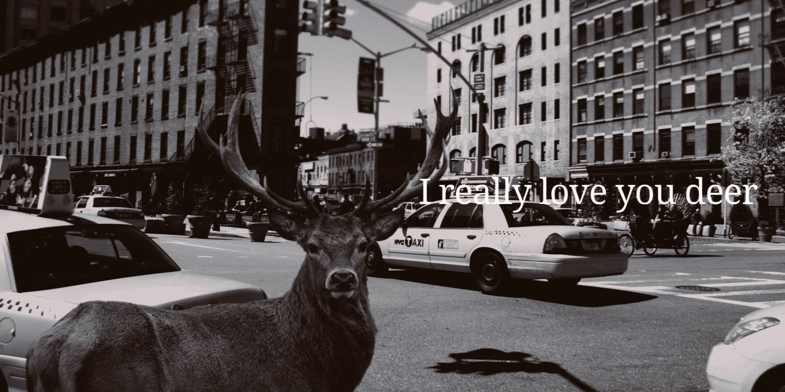 I really love you deer