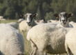 Dorset Lamb